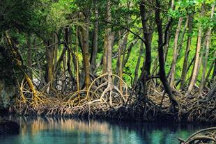 (Hara Forests in Qeshm  (Qeshm