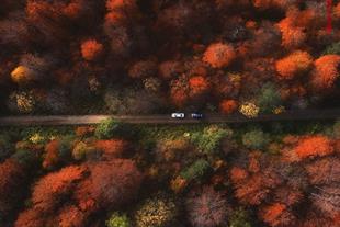 (Caspian Hyrcanian mixed forests (North of Iran