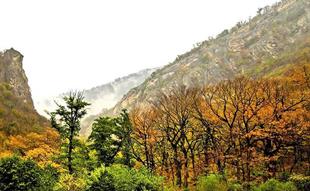 (Caspian Hyrcanian mixed forests (North of Iran